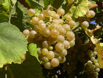 Uvas de Albari&ntilde;o