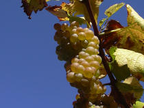 Uvas de Albari&ntilde;o