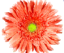 G�rbera