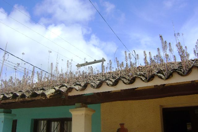 cotoca_195.jpg