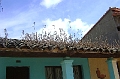 cotoca_197
