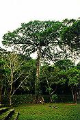 Yaxchilan