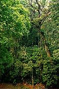 Yaxchilan