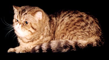 Amaretto