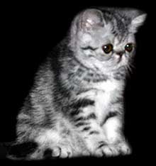 Raisa 2,5 months