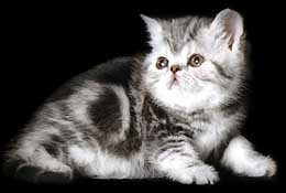 Raisa 6w