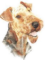 Airedaleterrier Airedale Terrier Welpen Zucht