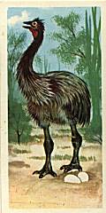 Tea bird