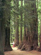 Les arbres aussi gigantesques que majestueux au parc MacMillan: Cahtedral Cove