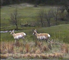 Antilopes d'Am�rique (proghorns) au Custer State park