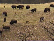 Nos premiers bisons dans la Wildlife loop au Custer State park