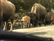 La petite famille de bisons se prom�ne aux bords des routes du parc Yellowstone