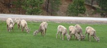 Des ch�vres (bighorns) au Custer State park