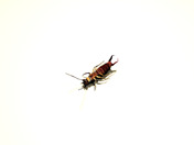 Polygon modeled earwig insect thumbnail image