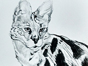 scene-1-thumbnail