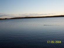 beaver