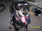 Casey yawning for the camera