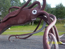 giant squid
