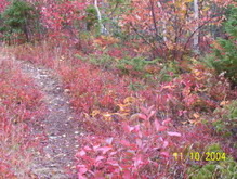 Old Botwood Highway