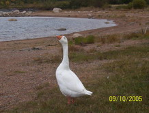 goose