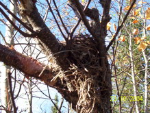 bird's nest