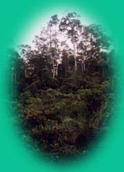 Part of Kakum Forest near visitors' reception centre