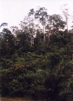 kakum.jpg (62487 bytes)