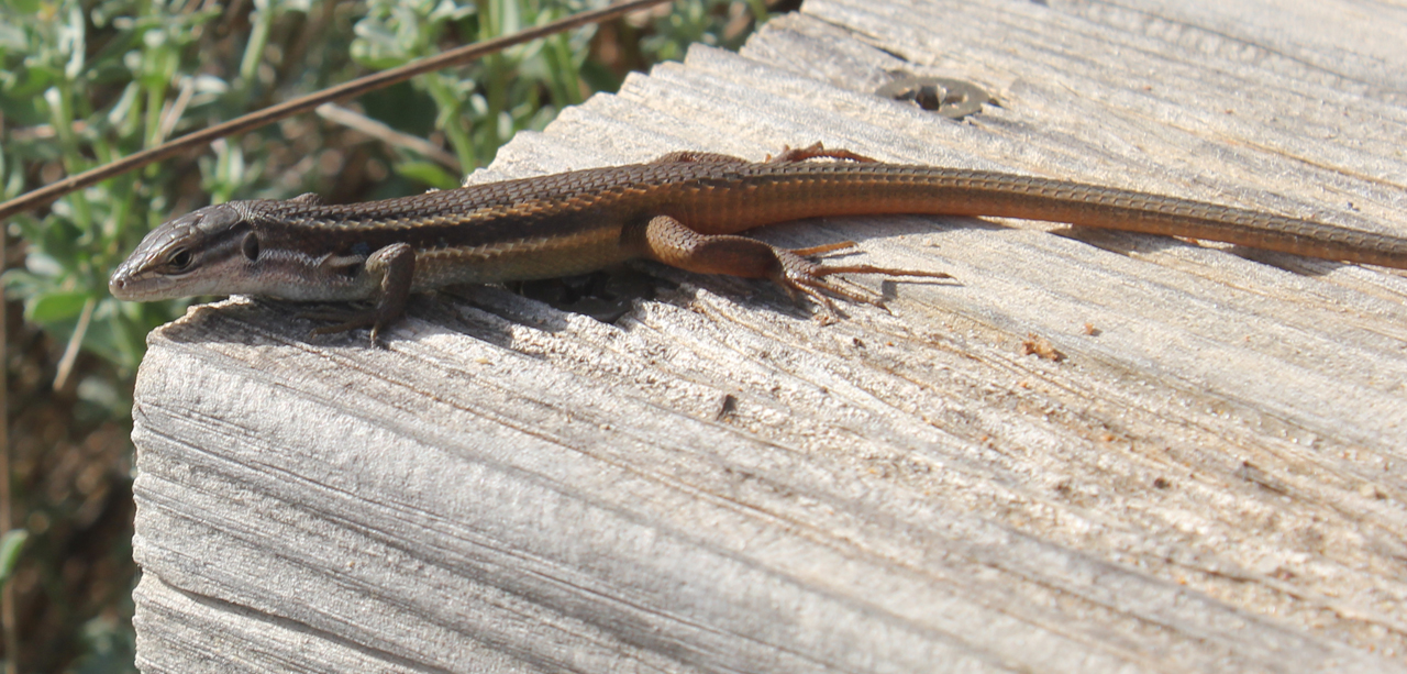 lizard