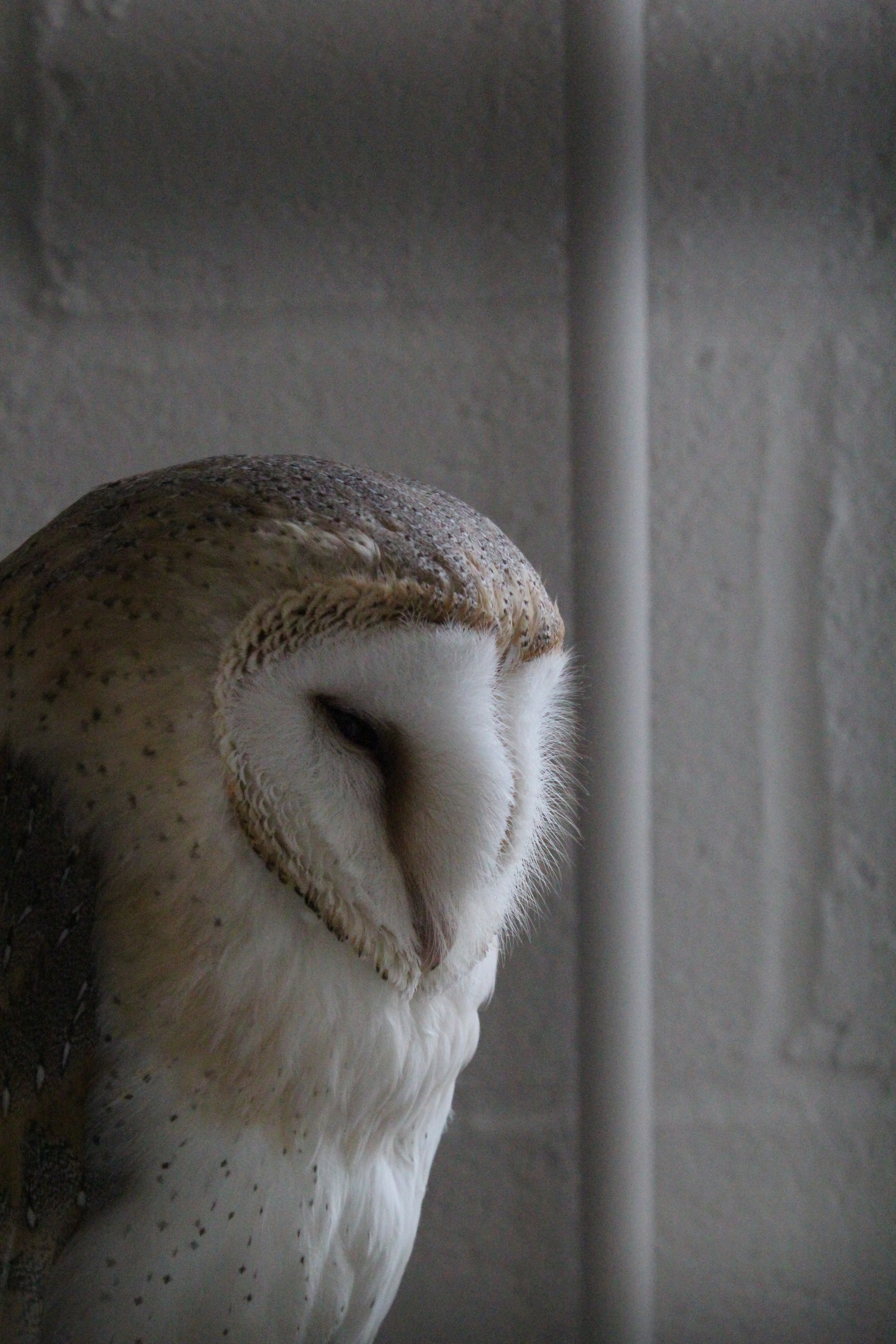 owl