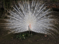 peacock