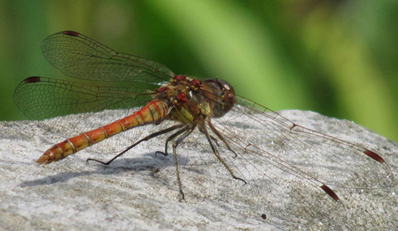 insect