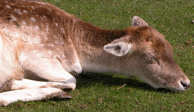 calf