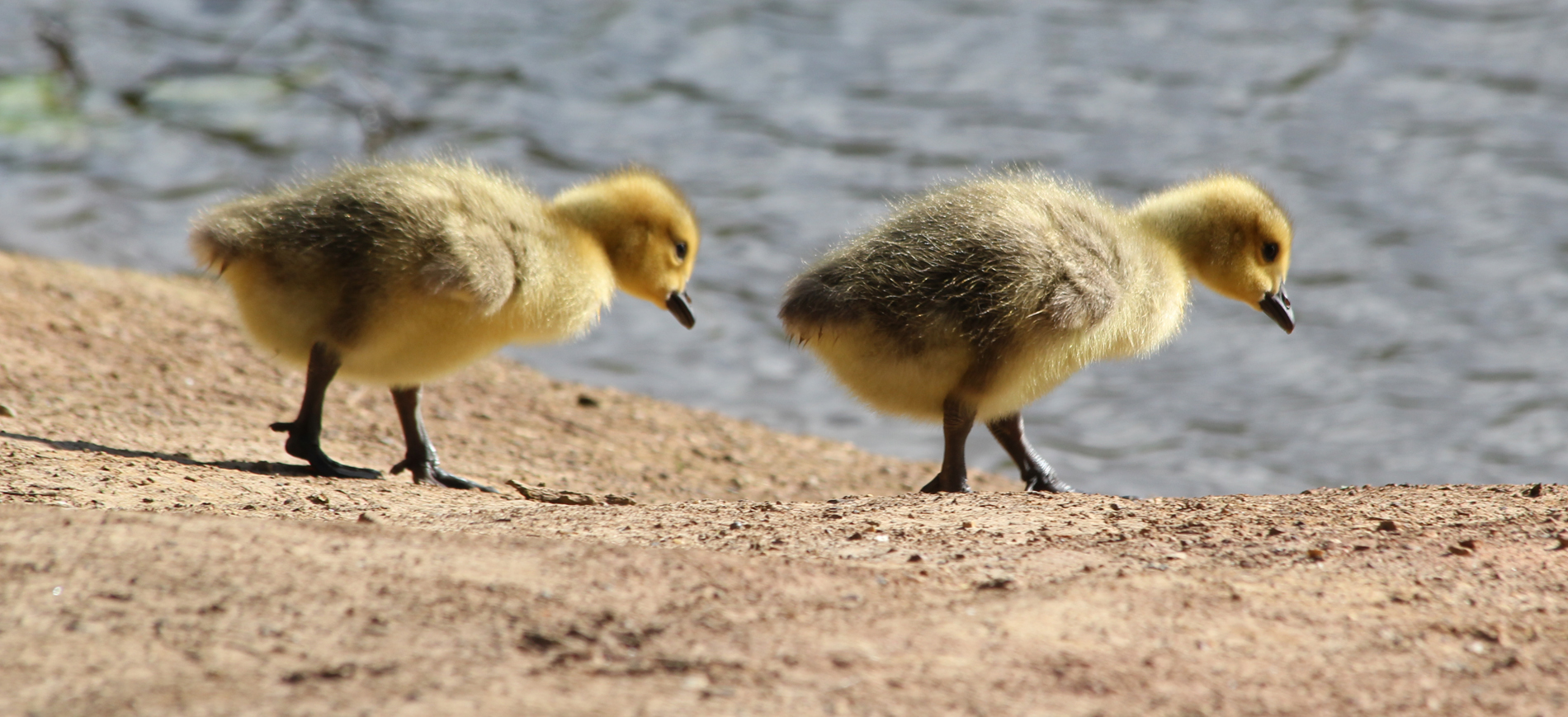 baby duck