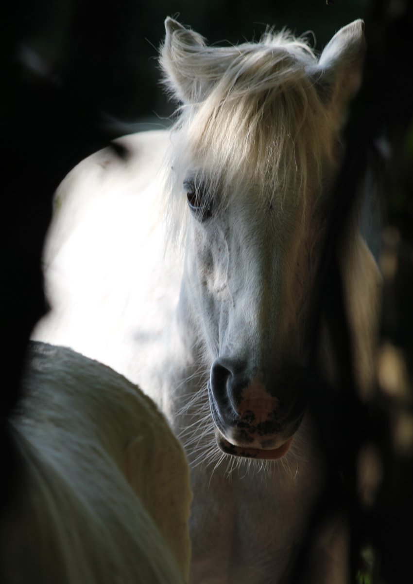 horse