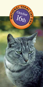 Cat Day