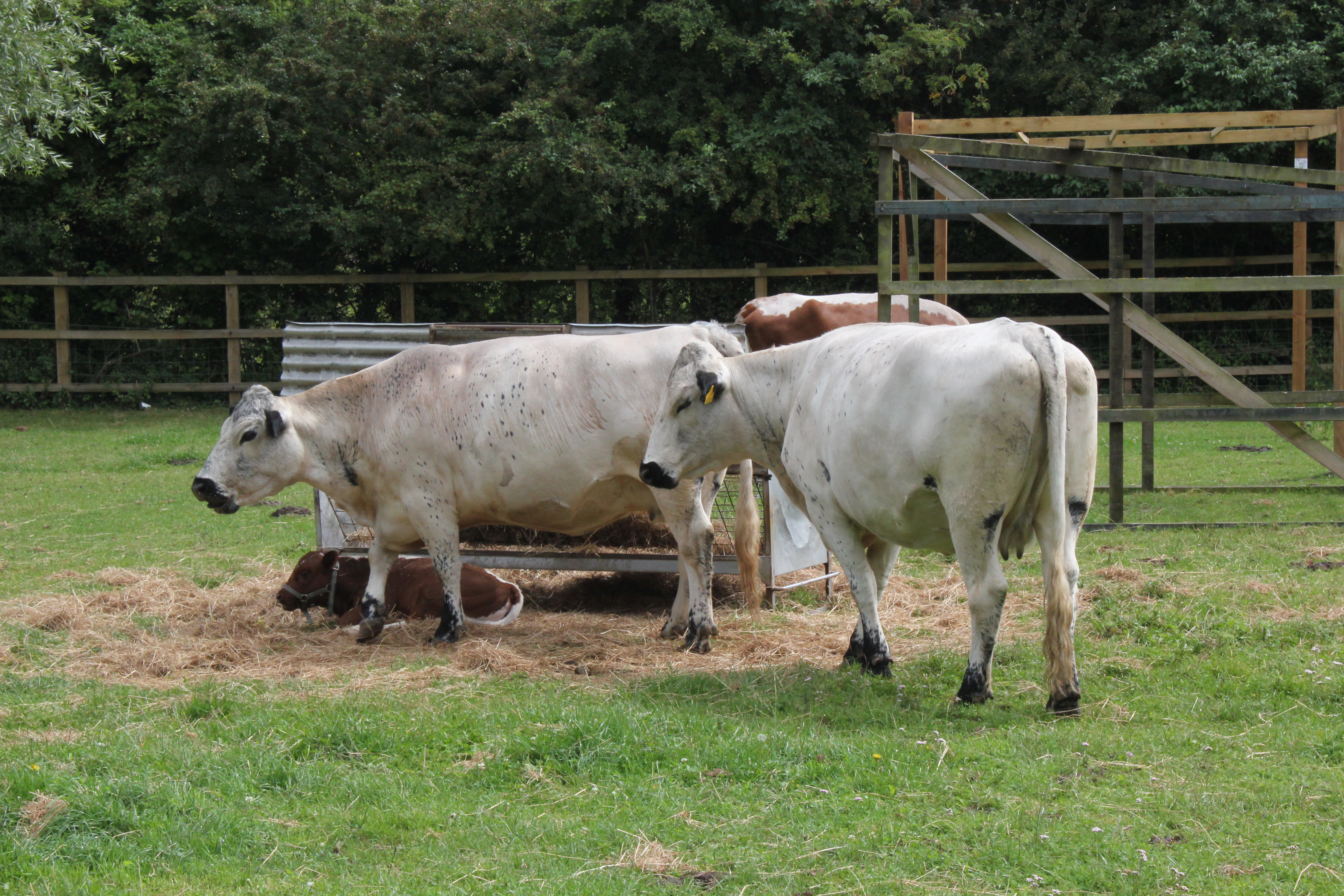 cow