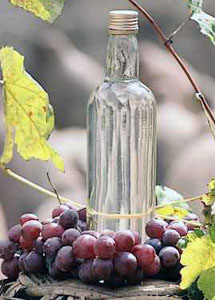 pisco