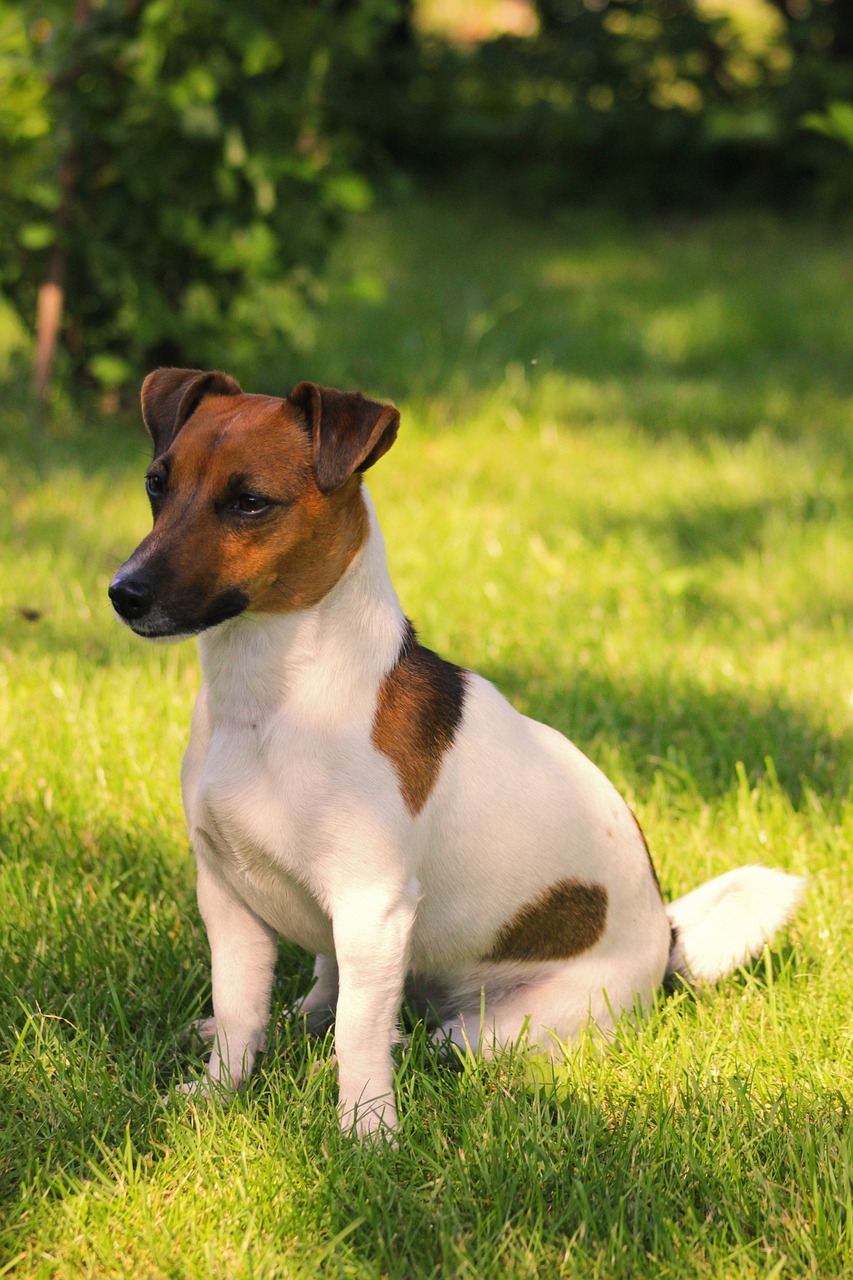 juguetes animales