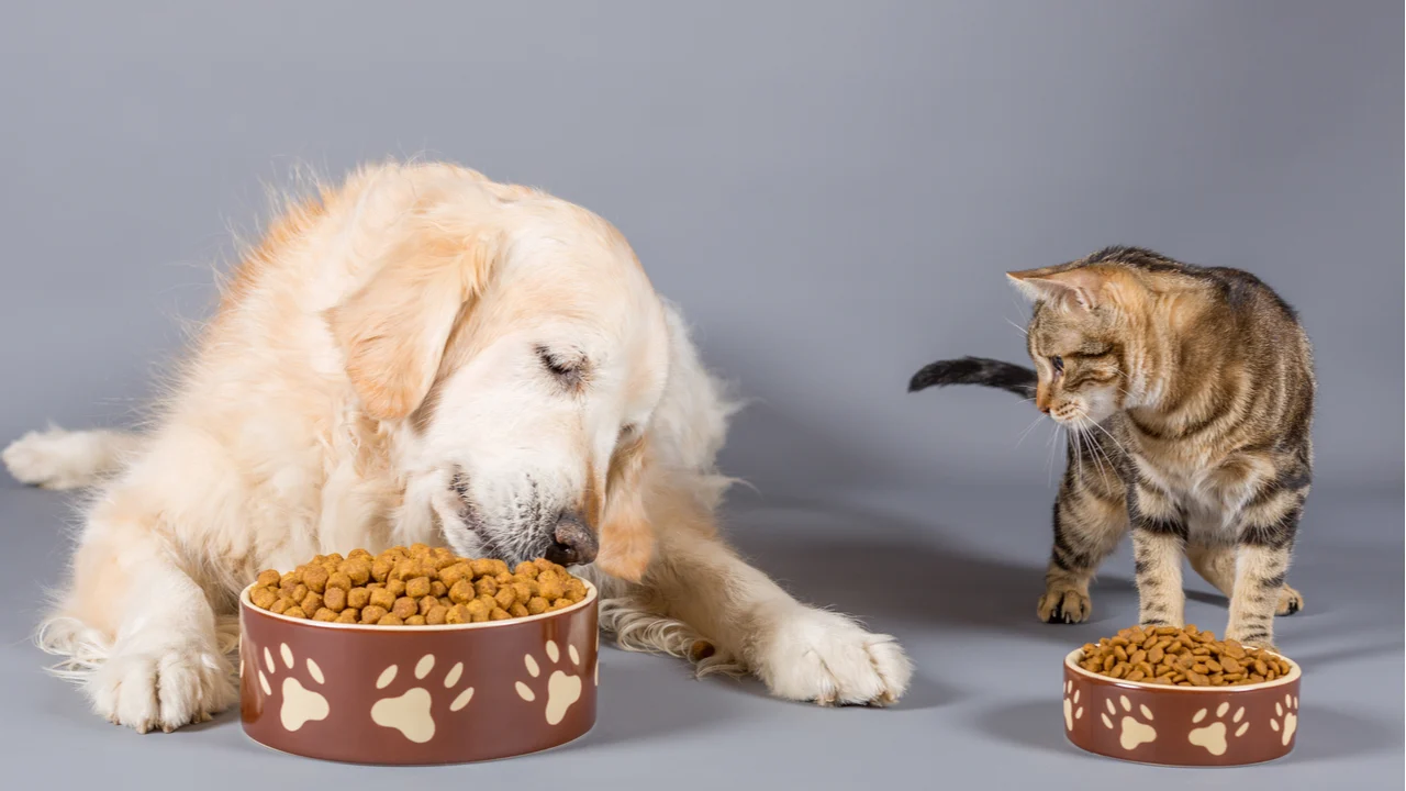 comida animales