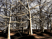 scene-2-thumbnail