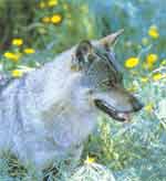 lobo