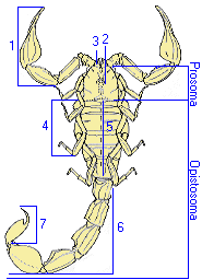 Resultado de imagen de Opistosoma