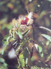 Fruto del Casta&ntilde;o