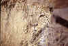 leopardocara.jpg (90350 bytes)