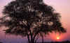 arbol-atardecer01.jpg (78903 bytes)