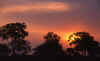arbol-atardecer02.jpg (51706 bytes)
