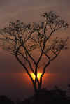 arbol-atardecer.jpg (67130 bytes)