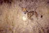 cheeta01.jpg (73210 bytes)