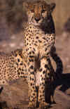 cheetamira.jpg (46001 bytes)