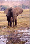 chobe-elefant02.jpg (77248 bytes)